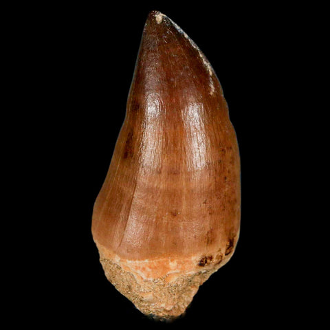 XL 2" Mosasaur Prognathodon Fossil Tooth Cretaceous Dinosaur Era COA & Stand - Fossil Age Minerals
