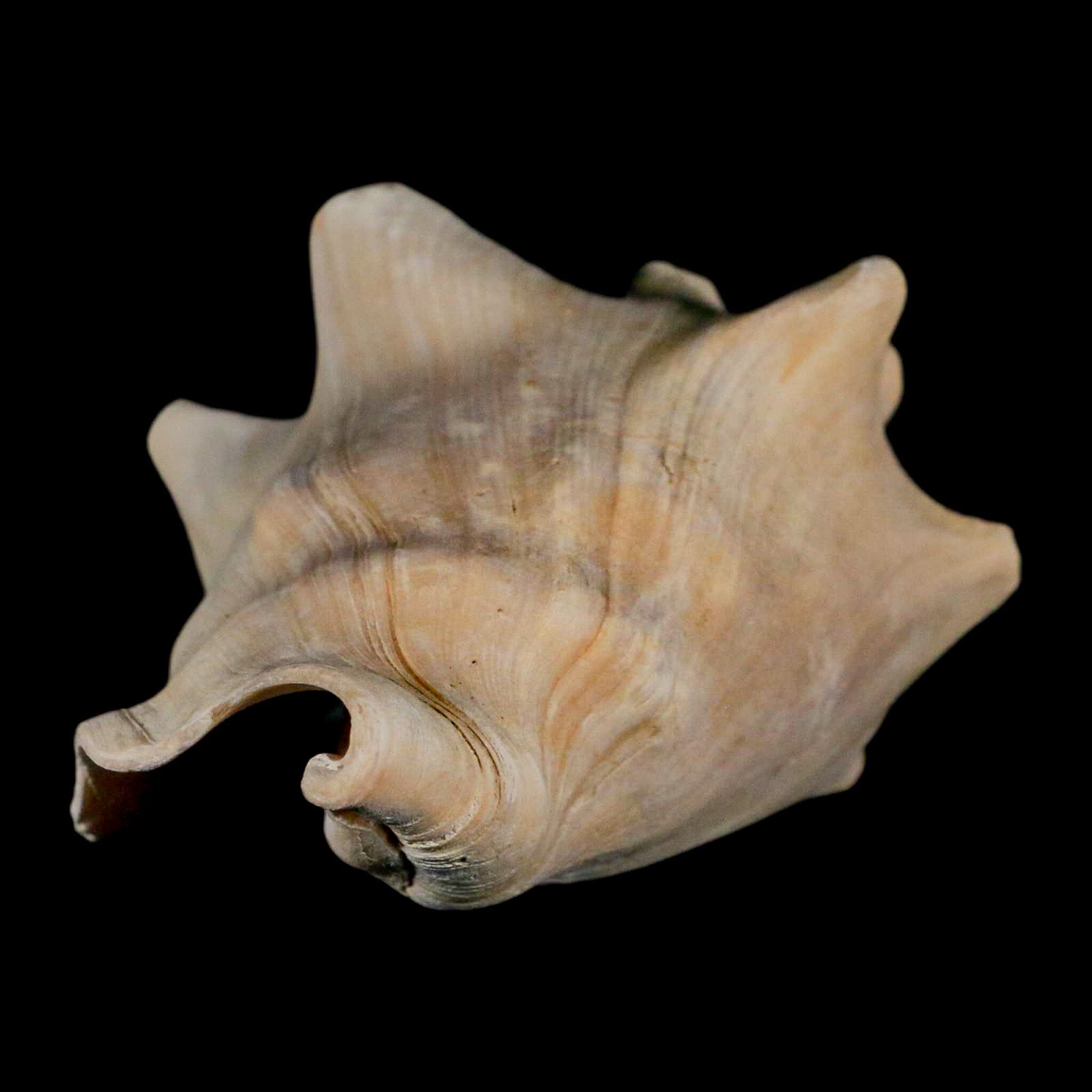 3.6" Strombus Bubonius Fossil Shell Gastropod Pliocene Age Almeria, Spain - Fossil Age Minerals