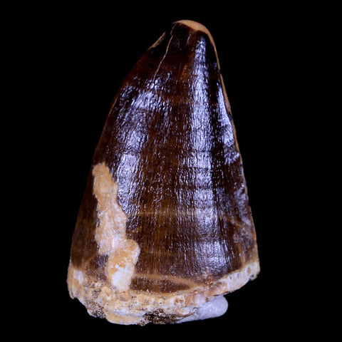 XL 2.1" Mosasaur Prognathodon Fossil Tooth Cretaceous Dinosaur Era COA & Stand - Fossil Age Minerals