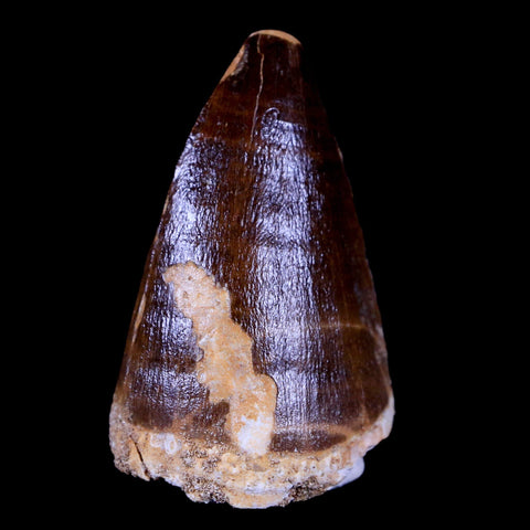 XL 2.1" Mosasaur Prognathodon Fossil Tooth Cretaceous Dinosaur Era COA & Stand - Fossil Age Minerals