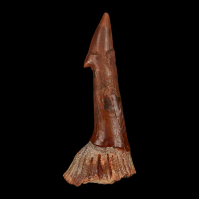 XL 2.9" Sawfish Fossil Tooth Barb Onchopristis Numidus Cretaceous Dinosaur Era COA