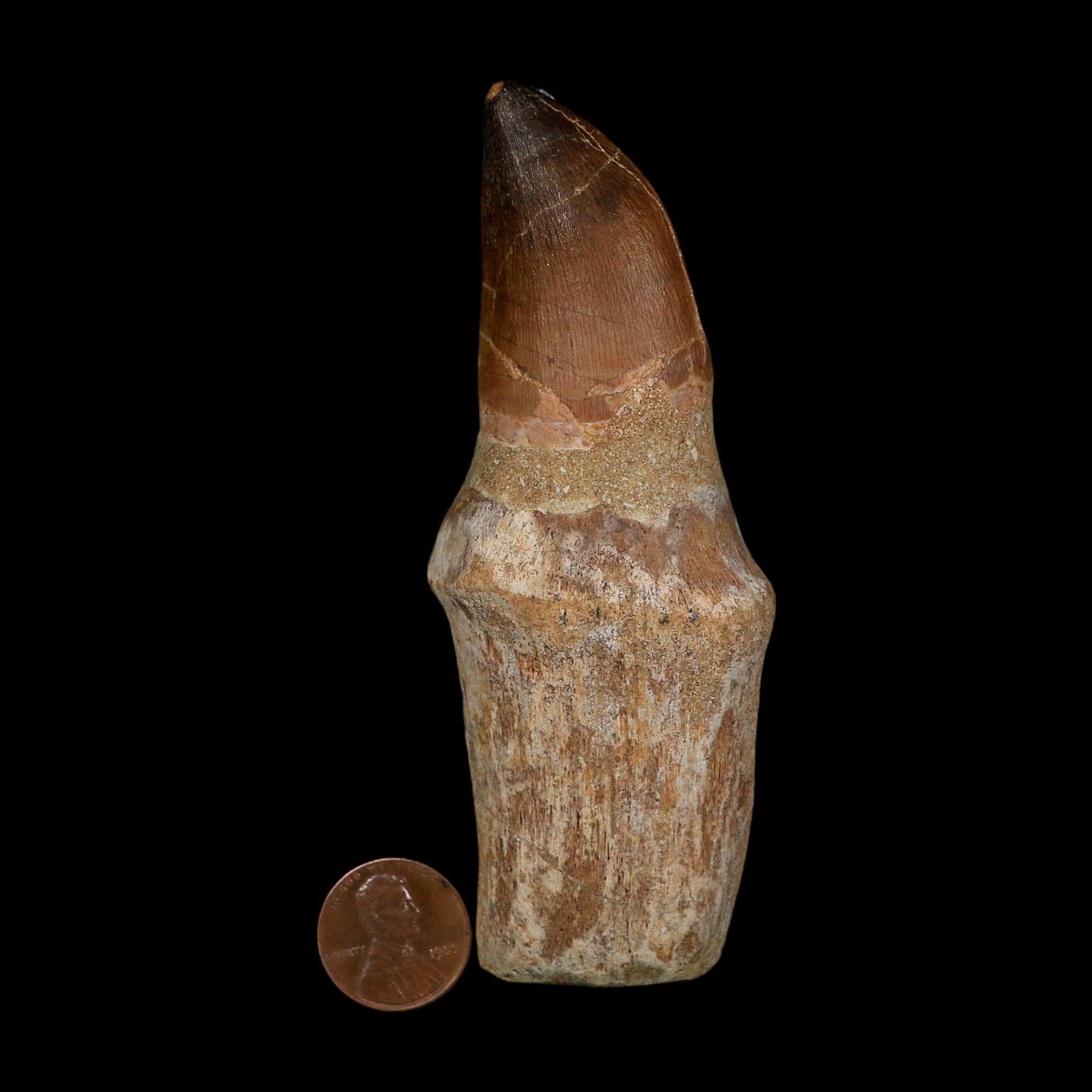 XL 4.2" Mosasaur Prognathodon Fossil Tooth Rooted Cretaceous Dinosaur Era COA - Fossil Age Minerals