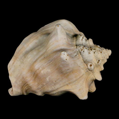 3.6" Strombus Bubonius Fossil Shell Gastropod Pliocene Age Almeria, Spain - Fossil Age Minerals