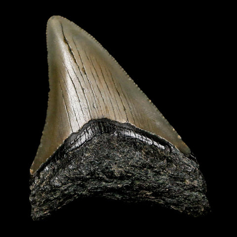 2.4" Quality Megalodon Shark Tooth Serrated Fossil Natural Miocene Age COA