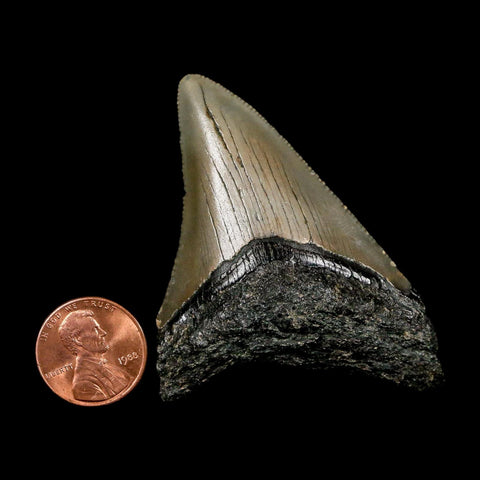 2.4" Quality Megalodon Shark Tooth Serrated Fossil Natural Miocene Age COA