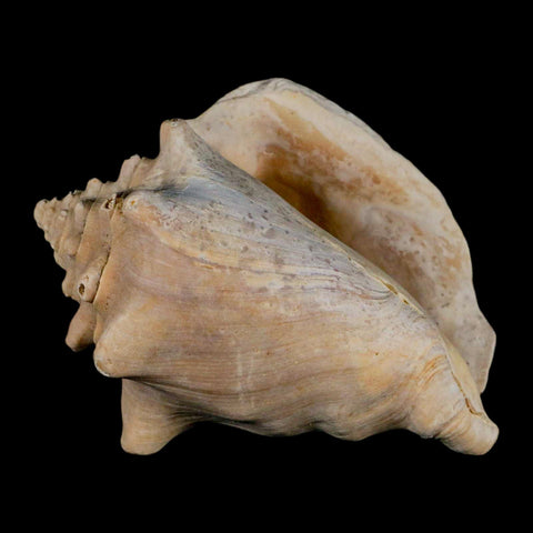 3.6" Strombus Bubonius Fossil Shell Gastropod Pliocene Age Almeria, Spain - Fossil Age Minerals