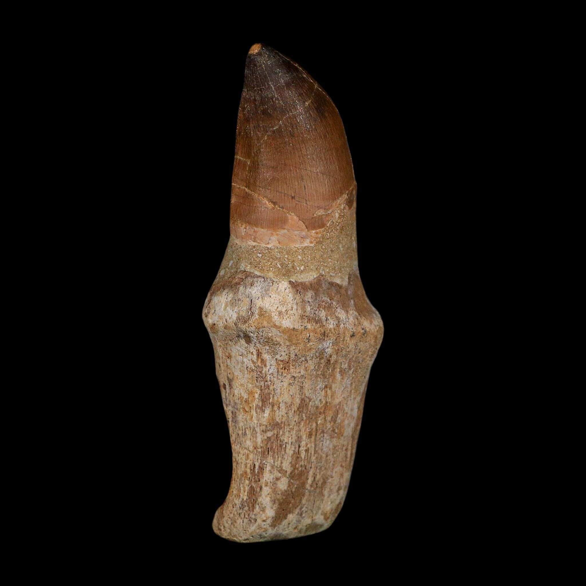 XL 4.2" Mosasaur Prognathodon Fossil Tooth Rooted Cretaceous Dinosaur Era COA - Fossil Age Minerals