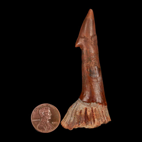 XL 2.9" Sawfish Fossil Tooth Barb Onchopristis Numidus Cretaceous Dinosaur Era COA