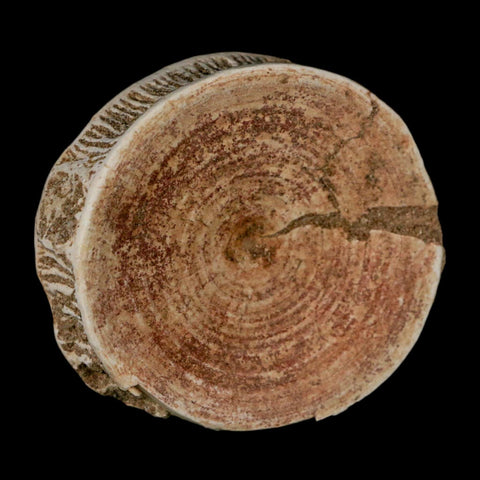 60MM Otodus Obliquus Shark Vertebrae Fossil Bone In Matrix Morocco COA - Fossil Age Minerals