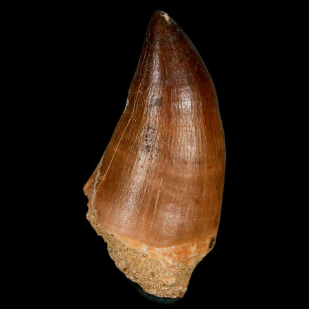 XL 2" Mosasaur Prognathodon Fossil Tooth Cretaceous Dinosaur Era COA & Stand
