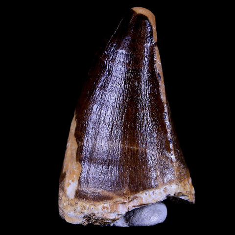 XL 2.1" Mosasaur Prognathodon Fossil Tooth Cretaceous Dinosaur Era COA & Stand - Fossil Age Minerals