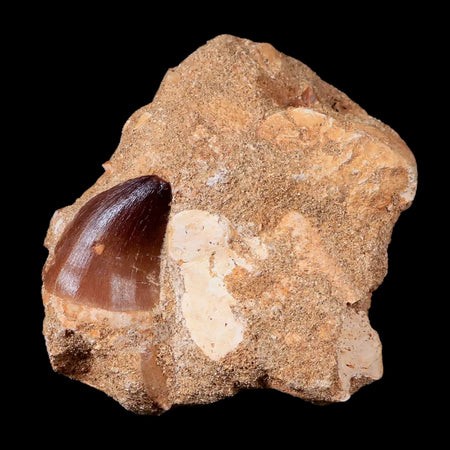1.1" Mosasaur Prognathodon Fossil Tooth In Matrix Cretaceous Dinosaur Era COA