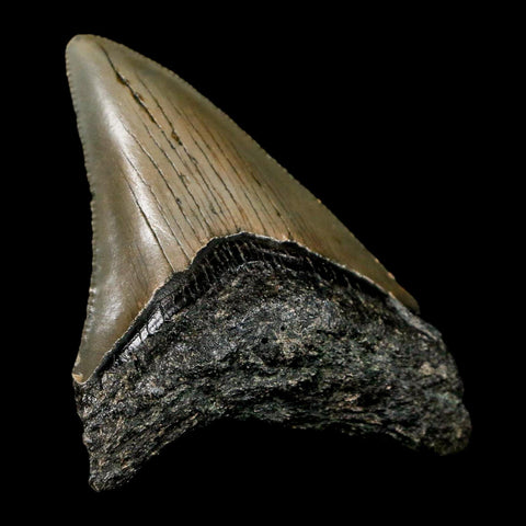 2.4" Quality Megalodon Shark Tooth Serrated Fossil Natural Miocene Age COA