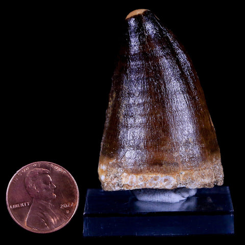 XL 2.1" Mosasaur Prognathodon Fossil Tooth Cretaceous Dinosaur Era COA & Stand - Fossil Age Minerals