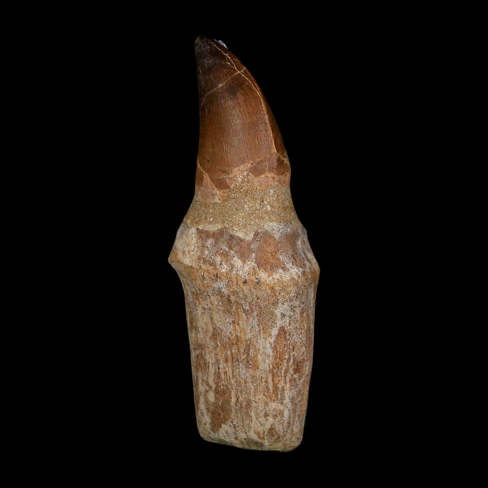 XL 4.2" Mosasaur Prognathodon Fossil Tooth Rooted Cretaceous Dinosaur Era COA - Fossil Age Minerals
