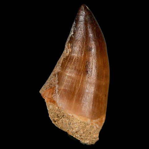 XL 2" Mosasaur Prognathodon Fossil Tooth Cretaceous Dinosaur Era COA & Stand - Fossil Age Minerals