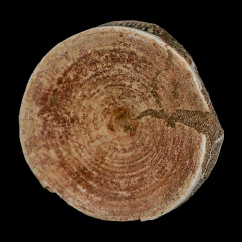 60MM Otodus Obliquus Shark Vertebrae Fossil Bone In Matrix Morocco COA - Fossil Age Minerals