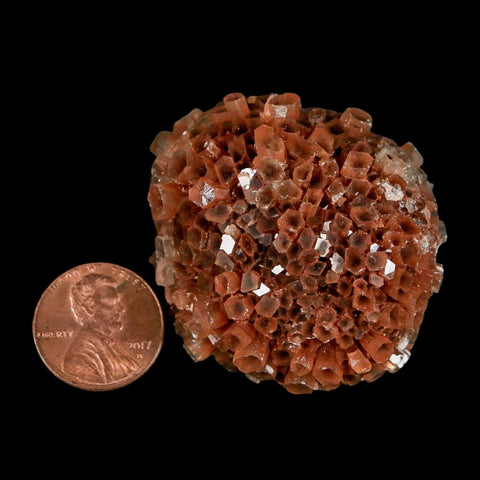 1.7" Aragonite Mineral Two Tone Crystal Cluster Specimen Tazouta Morocco - Fossil Age Minerals