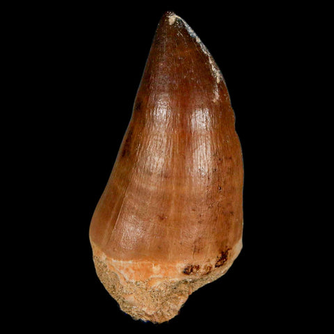 XL 2" Mosasaur Prognathodon Fossil Tooth Cretaceous Dinosaur Era COA & Stand - Fossil Age Minerals