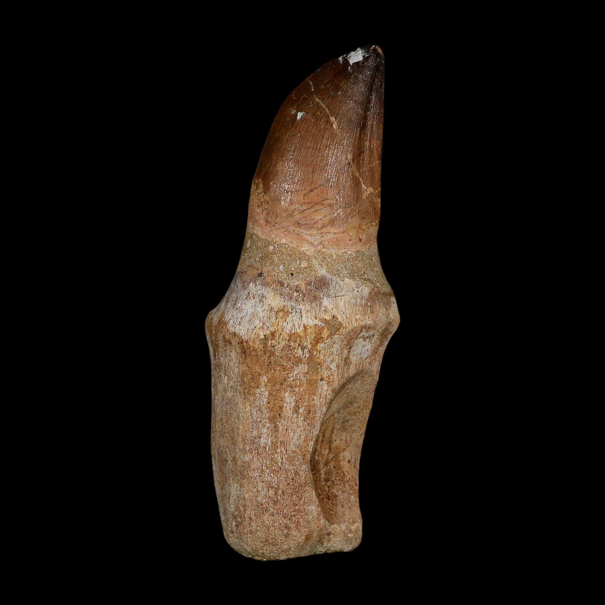 XL 4.2" Mosasaur Prognathodon Fossil Tooth Rooted Cretaceous Dinosaur Era COA - Fossil Age Minerals