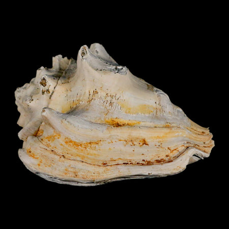 3.3" Strombus Bubonius Fossil Shell Gastropod Pliocene Age Almeria, Spain
