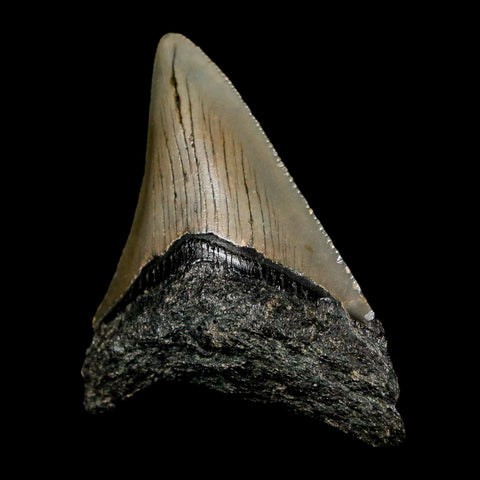 2.4" Quality Megalodon Shark Tooth Serrated Fossil Natural Miocene Age COA