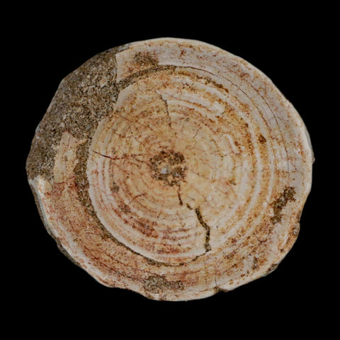 60MM Otodus Obliquus Shark Vertebrae Fossil Bone In Matrix Morocco COA - Fossil Age Minerals