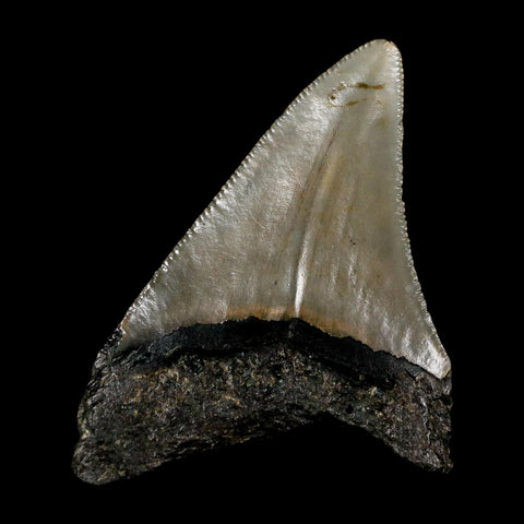 2.4" Quality Megalodon Shark Tooth Serrated Fossil Natural Miocene Age COA