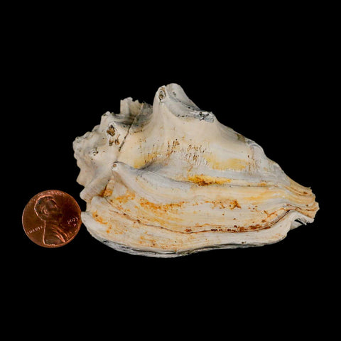 3.3" Strombus Bubonius Fossil Shell Gastropod Pliocene Age Almeria, Spain - Fossil Age Minerals