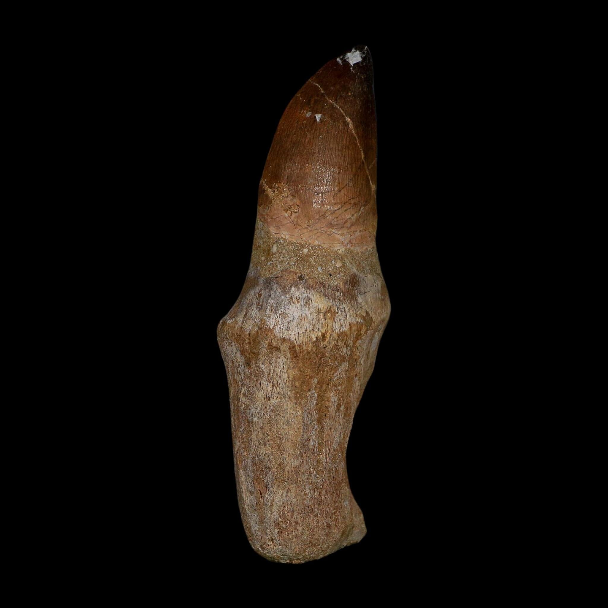 XL 4.2" Mosasaur Prognathodon Fossil Tooth Rooted Cretaceous Dinosaur Era COA - Fossil Age Minerals