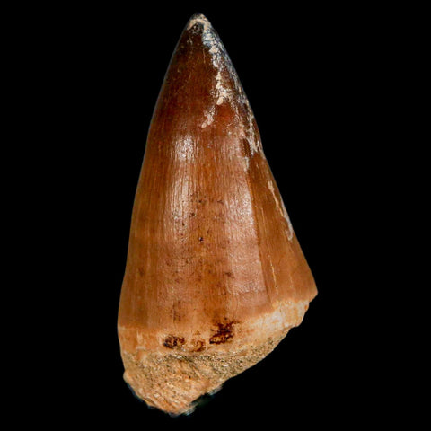 XL 2" Mosasaur Prognathodon Fossil Tooth Cretaceous Dinosaur Era COA & Stand - Fossil Age Minerals