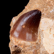 1.1" Mosasaur Prognathodon Fossil Tooth In Matrix Cretaceous Dinosaur Era COA