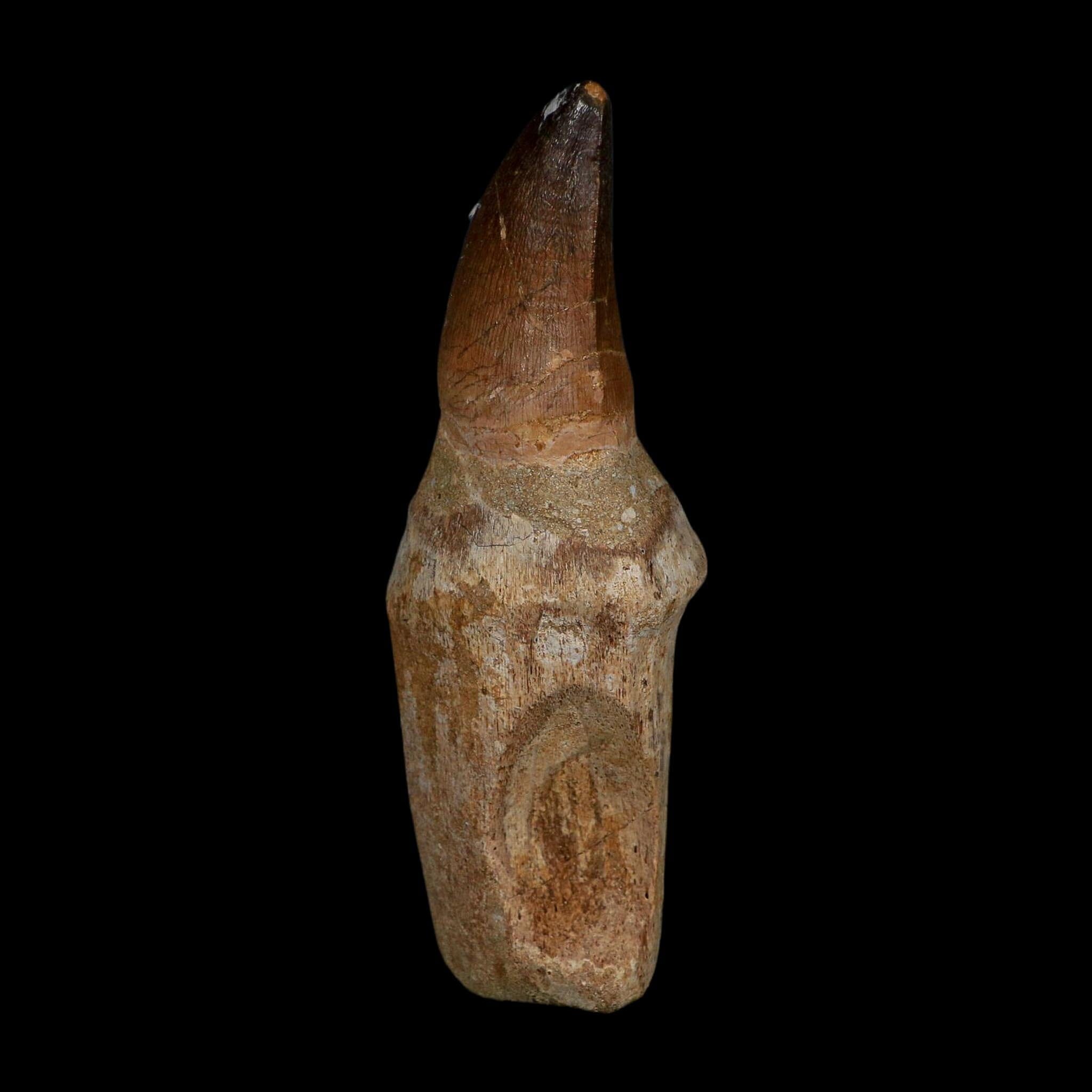 XL 4.2" Mosasaur Prognathodon Fossil Tooth Rooted Cretaceous Dinosaur Era COA - Fossil Age Minerals