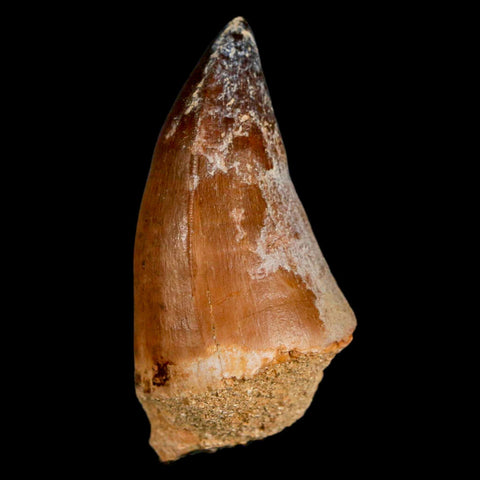 XL 2" Mosasaur Prognathodon Fossil Tooth Cretaceous Dinosaur Era COA & Stand - Fossil Age Minerals