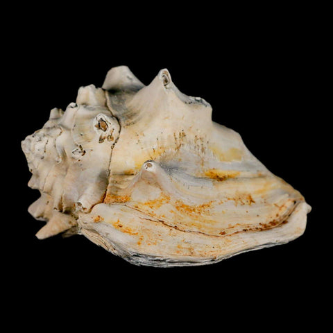 3.3" Strombus Bubonius Fossil Shell Gastropod Pliocene Age Almeria, Spain - Fossil Age Minerals