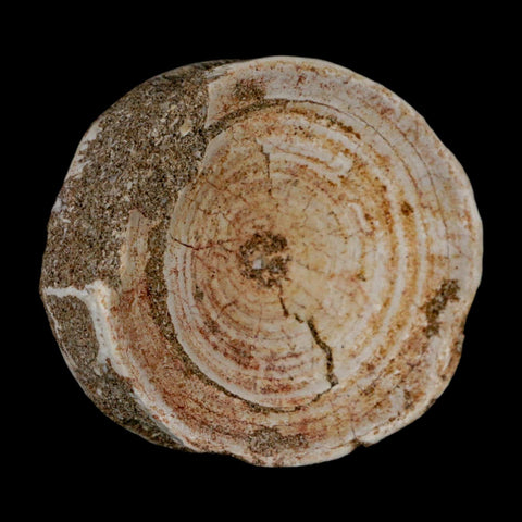 60MM Otodus Obliquus Shark Vertebrae Fossil Bone In Matrix Morocco COA - Fossil Age Minerals