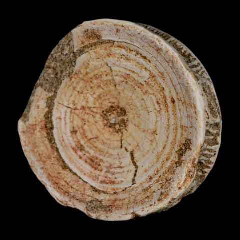 60MM Otodus Obliquus Shark Vertebrae Fossil Bone In Matrix Morocco COA - Fossil Age Minerals