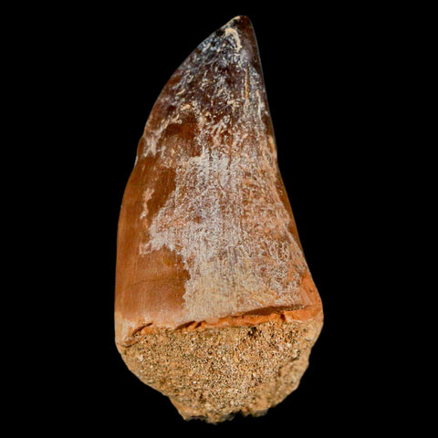 XL 2" Mosasaur Prognathodon Fossil Tooth Cretaceous Dinosaur Era COA & Stand - Fossil Age Minerals
