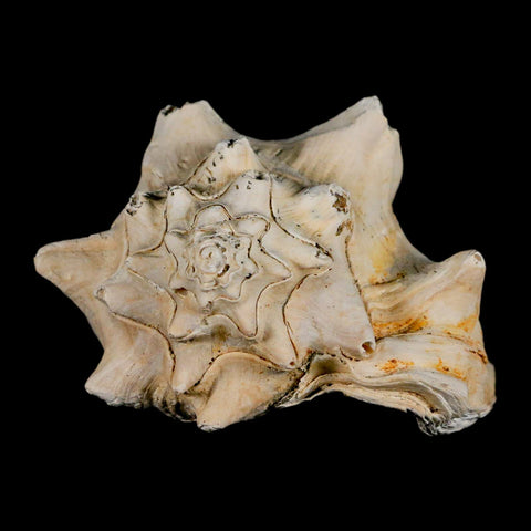 3.3" Strombus Bubonius Fossil Shell Gastropod Pliocene Age Almeria, Spain - Fossil Age Minerals
