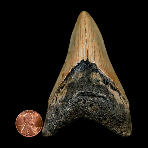 3.5" Quality Megalodon Shark Tooth Serrated Fossil Natural Miocene Age COA