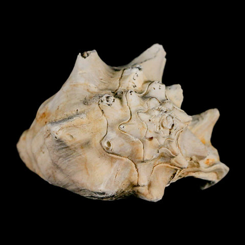 3.3" Strombus Bubonius Fossil Shell Gastropod Pliocene Age Almeria, Spain - Fossil Age Minerals