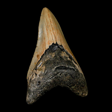 3.5" Quality Megalodon Shark Tooth Serrated Fossil Natural Miocene Age COA