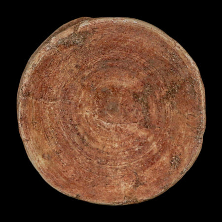 49MM Otodus Obliquus Shark Vertebrae Fossil Bone In Matrix Morocco COA