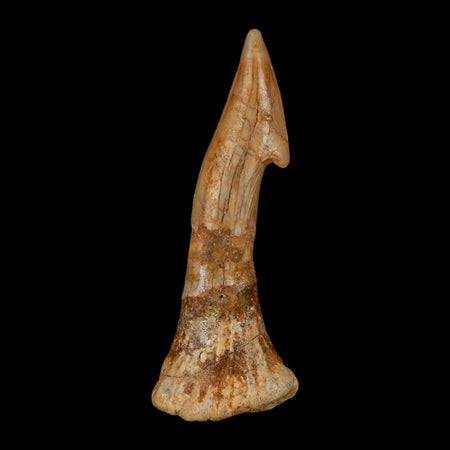 XL 2.7" Sawfish Fossil Tooth Barb Onchopristis Numidus Cretaceous Dinosaur Era COA