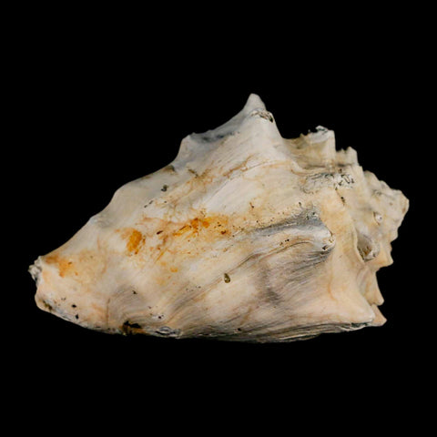 3.3" Strombus Bubonius Fossil Shell Gastropod Pliocene Age Almeria, Spain - Fossil Age Minerals