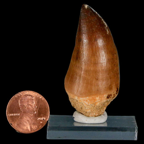 XL 2" Mosasaur Prognathodon Fossil Tooth Cretaceous Dinosaur Era COA & Stand - Fossil Age Minerals