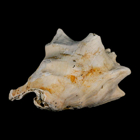 3.3" Strombus Bubonius Fossil Shell Gastropod Pliocene Age Almeria, Spain - Fossil Age Minerals