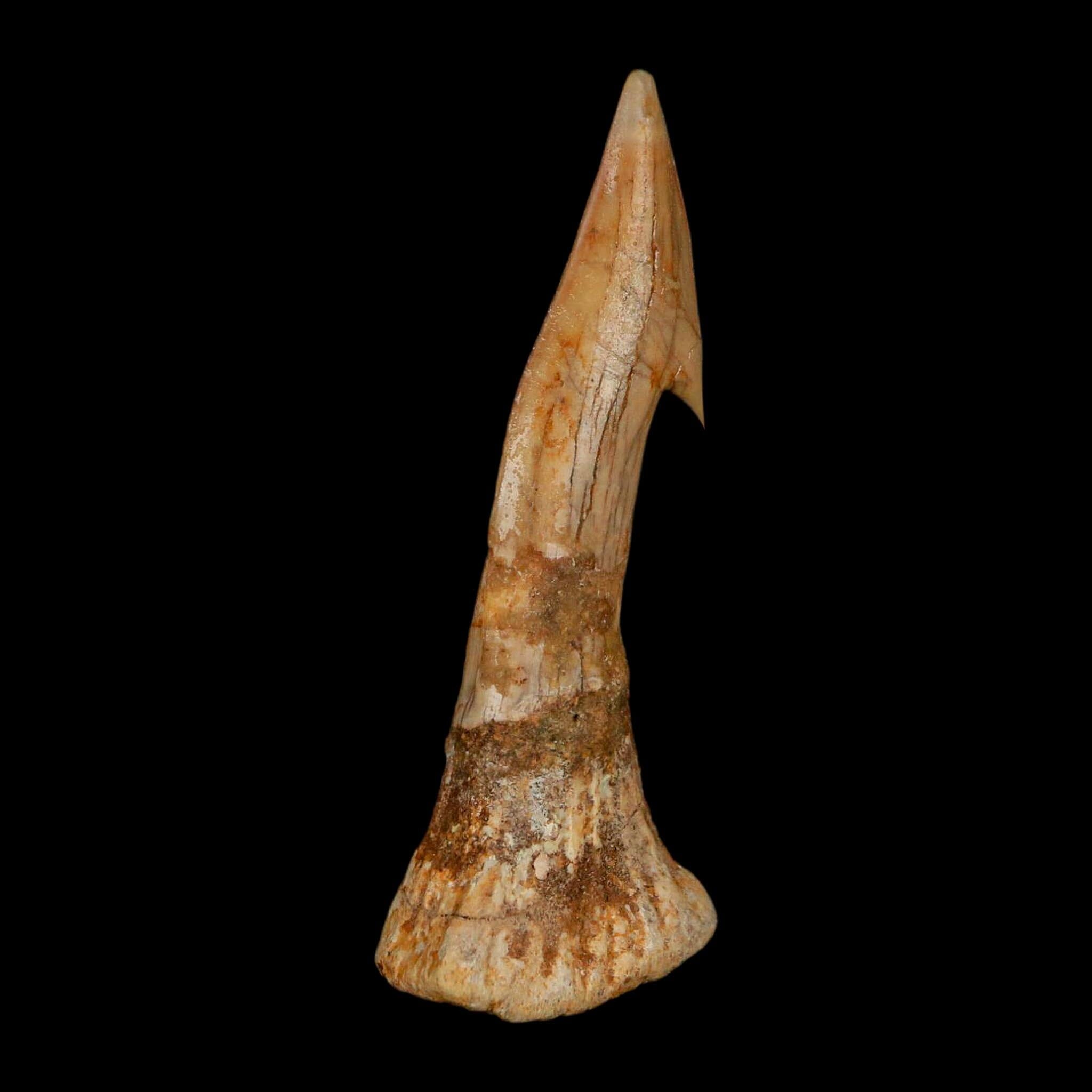 XL 2.7" Sawfish Fossil Tooth Barb Onchopristis Numidus Cretaceous Dinosaur Era COA - Fossil Age Minerals