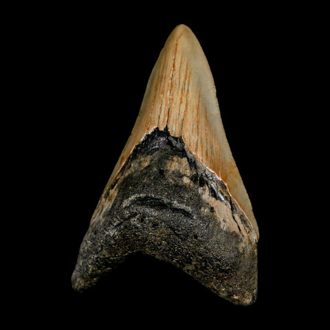 3.5" Quality Megalodon Shark Tooth Serrated Fossil Natural Miocene Age COA