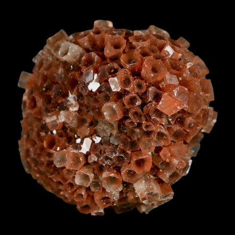 1.7" Aragonite Mineral Two Tone Crystal Cluster Specimen Tazouta Morocco - Fossil Age Minerals